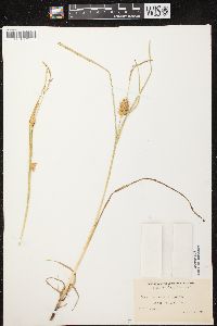 Carex tuckermanii image