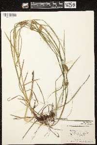 Carex tuckermanii image