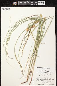 Carex tuckermanii image