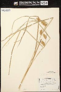 Carex tuckermanii image