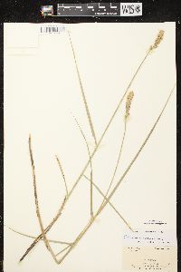 Carex sartwellii image