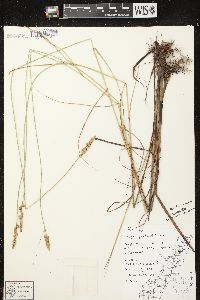 Carex sartwellii image