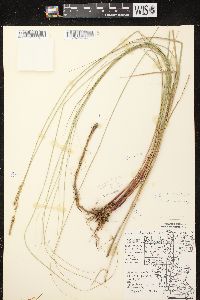 Carex sartwellii image