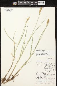 Carex sartwellii image