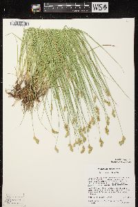 Carex scoparia var. scoparia image