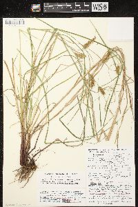 Carex tuckermanii image