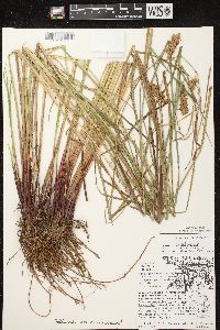 Carex tuckermanii image