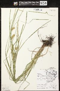 Carex tuckermanii image