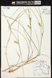 Carex tuckermanii image