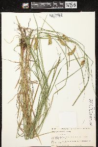 Carex tuckermanii image