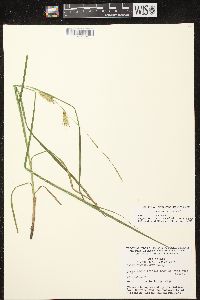 Carex tuckermanii image