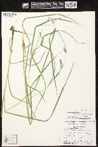 Carex tuckermanii image