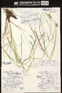 Carex tuckermanii image