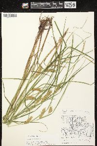 Carex tuckermanii image