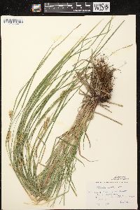 Carex tuckermanii image