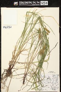 Carex tuckermanii image