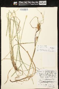 Carex tuckermanii image