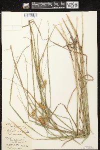 Carex tuckermanii image