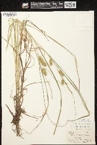 Carex tuckermanii image