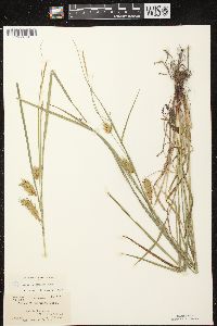 Carex tuckermanii image