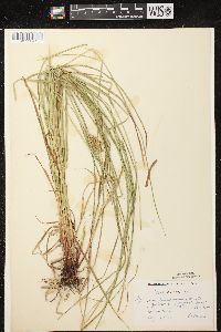 Carex tuckermanii image