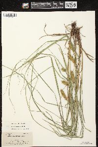 Carex tuckermanii image