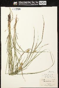 Carex tuckermanii image