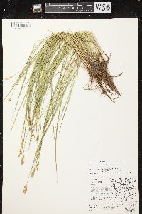 Carex scoparia var. scoparia image