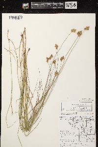 Carex scoparia var. scoparia image