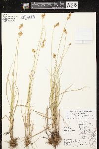 Carex scoparia var. scoparia image