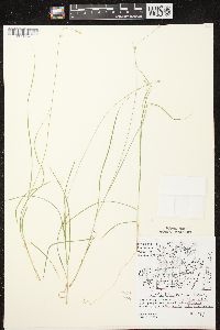 Carex trisperma image