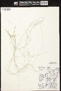 Carex trisperma image