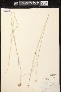 Carex scoparia var. scoparia image