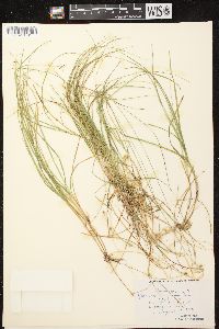 Carex trisperma image