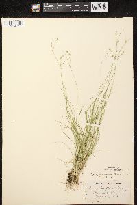 Carex trisperma image