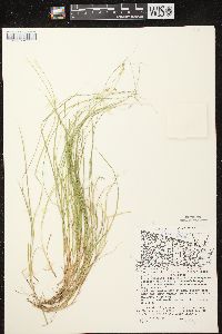 Carex trisperma image