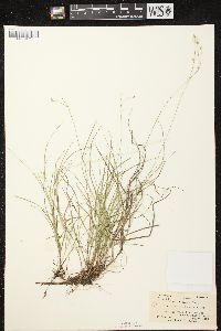 Carex trisperma image