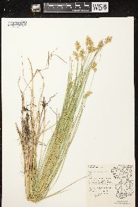 Carex scoparia var. scoparia image