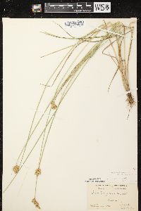 Carex scoparia var. scoparia image