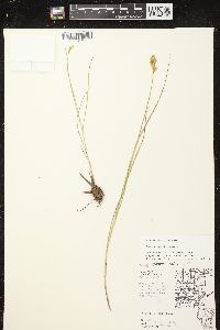 Carex scoparia var. scoparia image