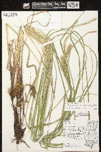 Carex trichocarpa image