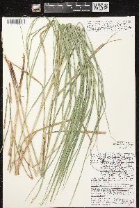 Carex trichocarpa image