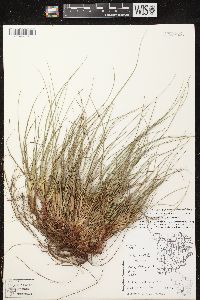 Carex tonsa image