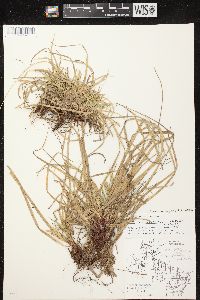 Carex tonsa image