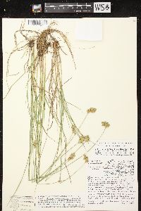 Carex scoparia var. scoparia image