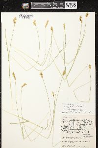 Carex scoparia var. scoparia image