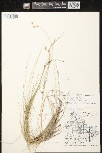 Carex tenera image