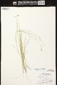 Carex tenera image