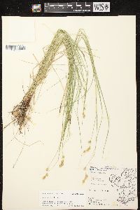 Carex tenera image