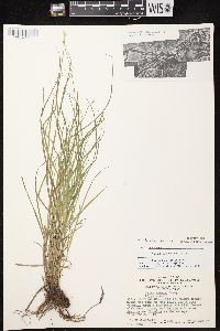 Carex echinodes image